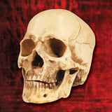 Hyper-Realistic Anatomical Skull